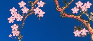 Hoa đào rơi trên màn hình desktop hoa dao roi tren man hinh desktop