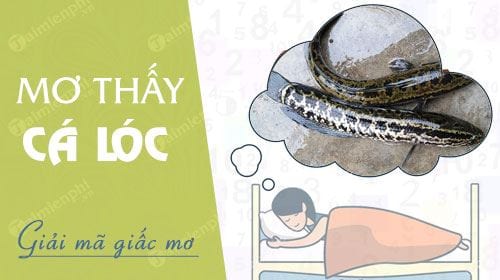 nam mo thay ca loc ca qua ca chuoi ca trau