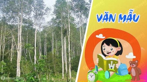 ta cay bach dan cay khuynh diep