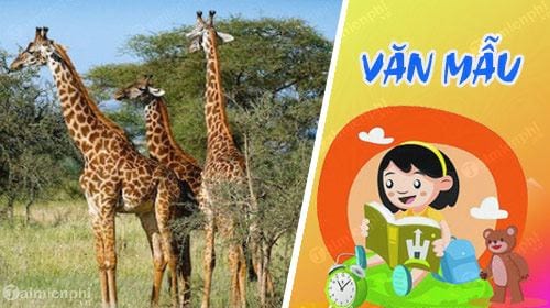van mau ta con huou cao co lop 4