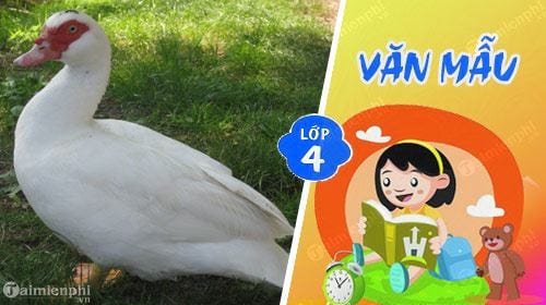 van mau ta con ngan lop 4