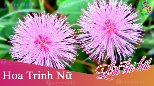 loi bai hat hoa trinh nu