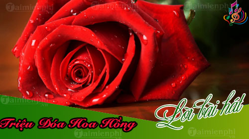 loi bai hat trieu doa hoa hong