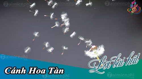 loi bai hat canh hoa tan