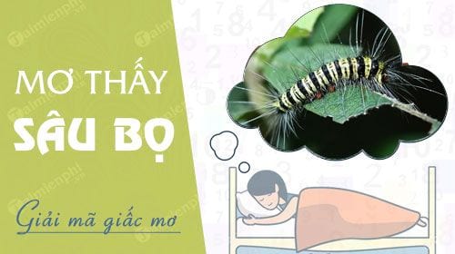 nam mo thay sau bo con sau xanh sau rom den