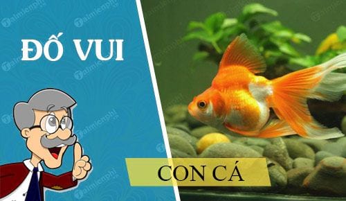 cau do vui ve con ca hay nhat