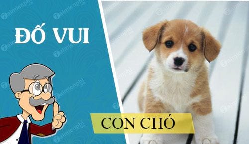 cau do vui ve con cho hay nhat