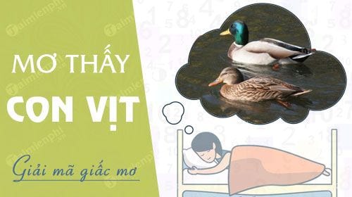 nam mo thay con vit