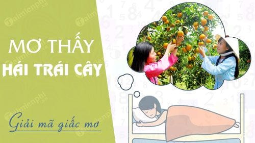 nam mo thay hai trai cay hai qua