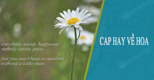 cap hay ve hoa