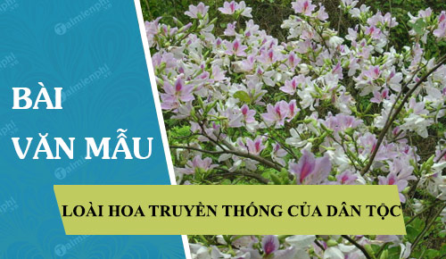 Thuyết minh về một loài hoa truyền thống của dân tộc Việt Nam