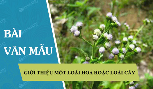 gioi thieu mot loai hoa hoac mot loai cay hoa hue