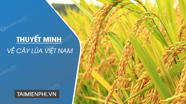 Thuyết minh về cây lúa Việt Nam 0