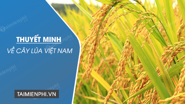 Thuyết minh về cây lúa Việt Nam