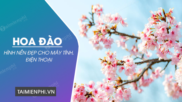 Hình nền Nền Hình Nền Hoa Anh đào đẹp Trên Cây Nền, Cận Cảnh Hoa Anh đào,  ảnh Chụp ảnh Hd, Hoa Background Vector để tải xuống miễn phí - Pngtree