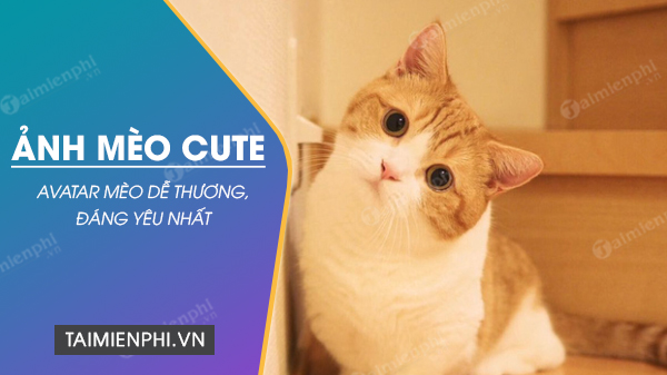 Hình Ảnh mèo cute tết 2023, Avatar mèo dễ thương ngầu, bựa, đáng yêu b