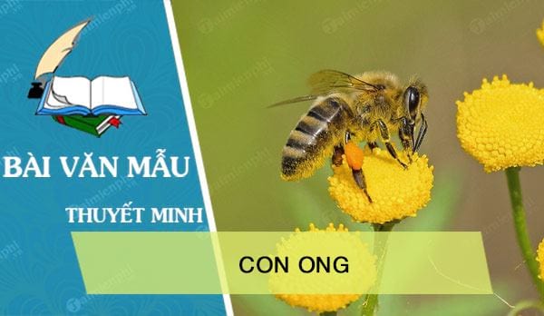 Thuyết minh về con ong