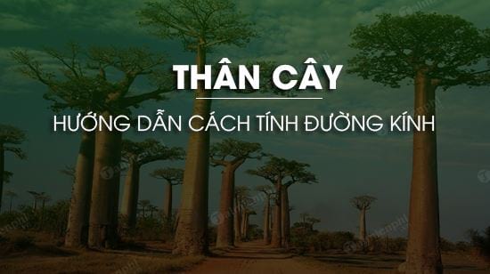 cach tinh duong kinh than cay