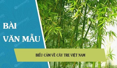 Biểu cảm về cây tre Việt Nam