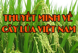 4 Bài văn Thuyết minh về cây lúa Việt Nam, giới thiệu cây lúa nước,bài