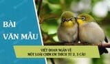 bài văn tả chim lớp 2