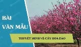 2 Bài văn Thuyết minh về cây hoa đào lớp 8, 2 bài mẫu + dàn ý