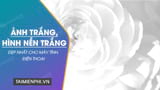 hình nền màu trắng đục